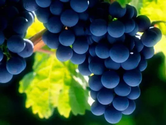 Виноград и другие продукты на букву В