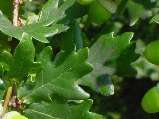 Oak leaves – recipe ingredient