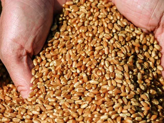 Пшеница – ингредиент рецептов