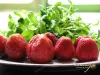 Strawberry with arugula for salad