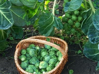 Brussels sprouts – recipe ingredient