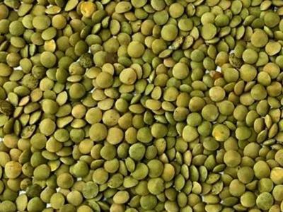 Green lentils – recipe ingredient