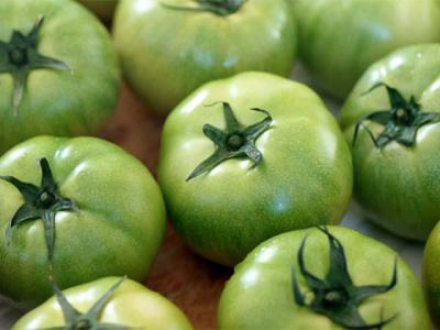 Green tomatoes – recipe ingredient