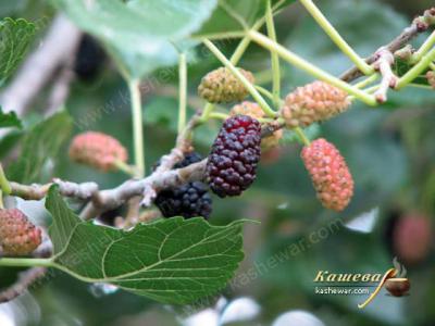 Mulberry – recipe ingredient