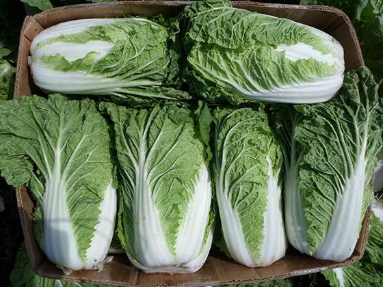 Chinese cabbage – recipe ingredient