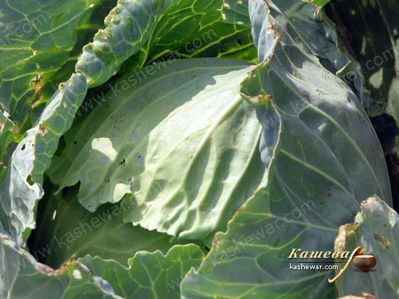 White cabbage – recipe ingredient